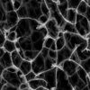 XN-GCF three-dimensional interconnected graphene foam structure