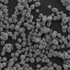XN-NCM622-PC polycrystalline NCM622 secondary particle SEM overview