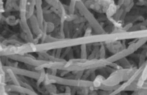 MWCNT Aqueous Conductive Slurry XN-SN375 XN-SN375 18–50 nm MWCNT aqueous conductive slurry