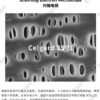 Celgard 3501 Polypropylene Battery Separator Film Celgard 3501 polypropylene separator film scanning electron microscopy