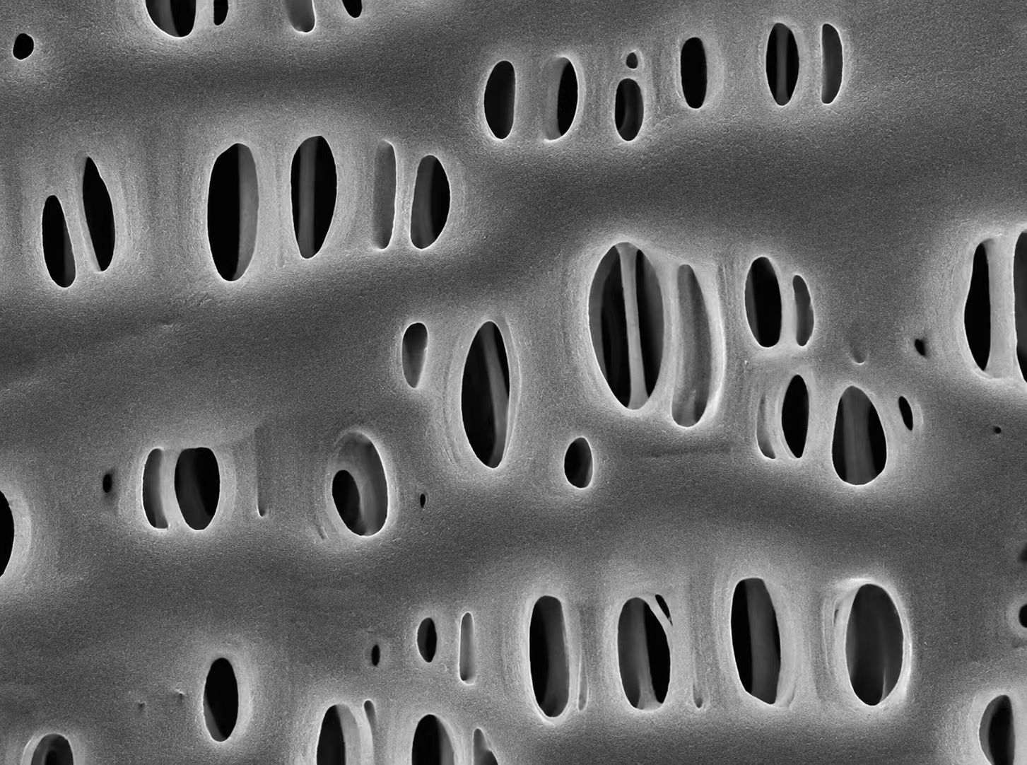 Celgard 3501 polypropylene battery separator film SEM microstructure